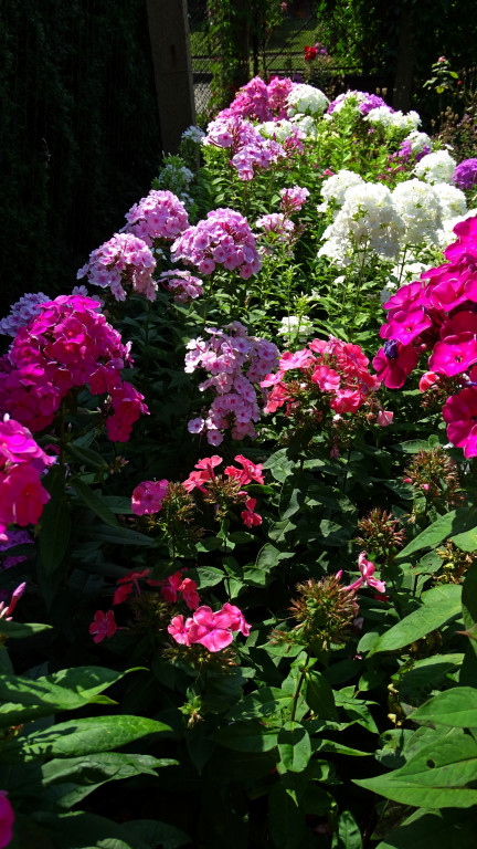 Plebiscyt na najładniejszy ogród i balkon
