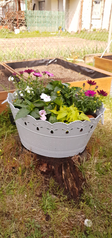 Plebiscyt na najładniejszy ogród i balkon