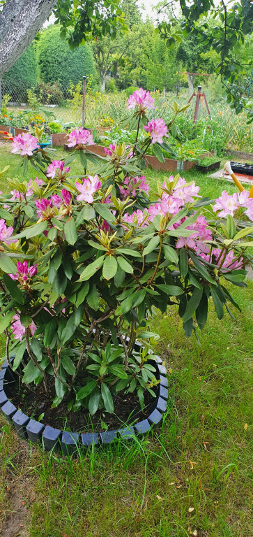 Plebiscyt na najładniejszy ogród i balkon