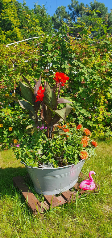 Plebiscyt na najładniejszy ogród i balkon
