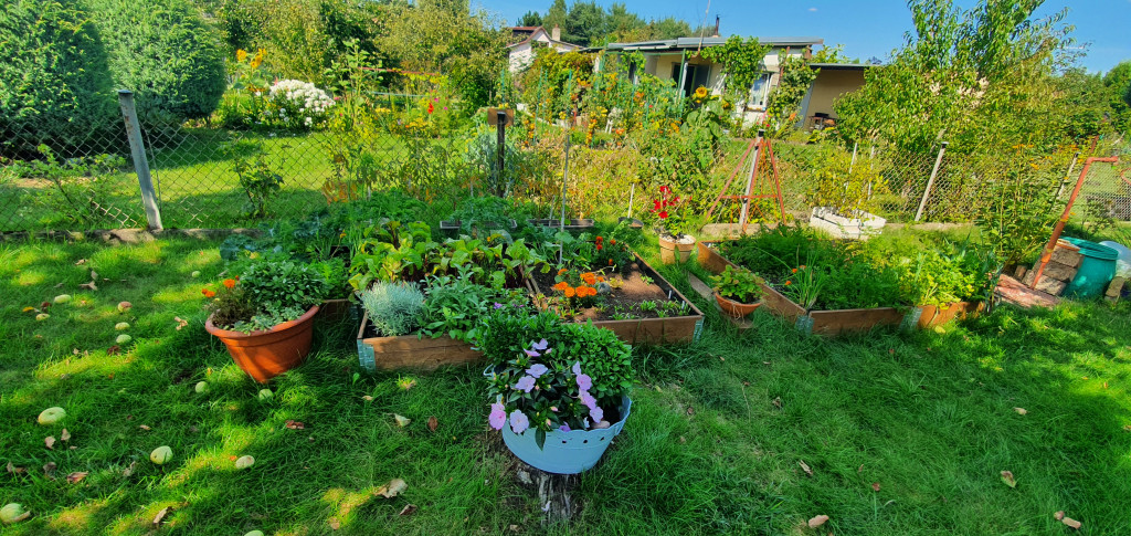 Plebiscyt na najładniejszy ogród i balkon