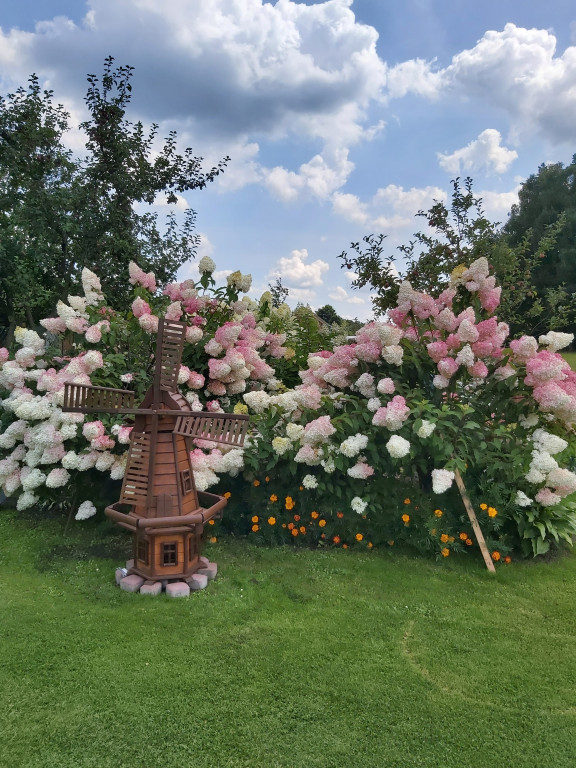 Plebiscyt na najładniejszy ogród i balkon