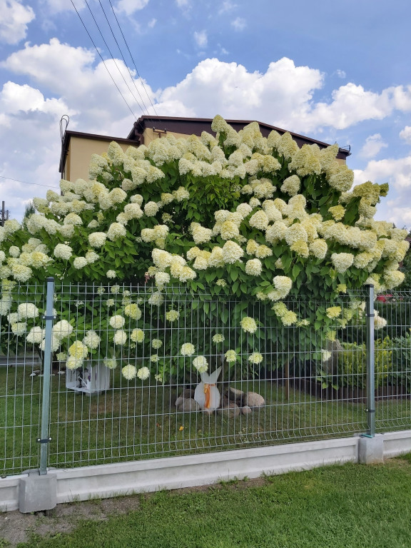 Plebiscyt na najładniejszy ogród i balkon