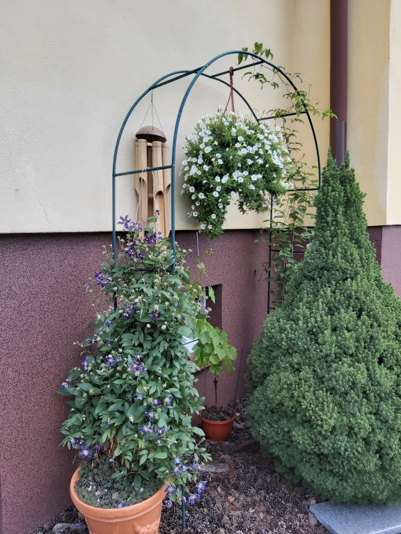 Plebiscyt na najładniejszy ogród i balkon