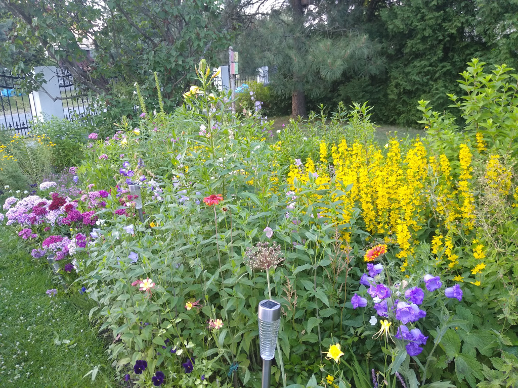 Plebiscyt na najładniejszy ogród i balkon