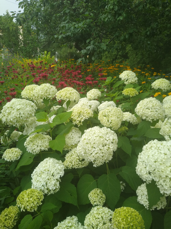 Plebiscyt na najładniejszy ogród i balkon
