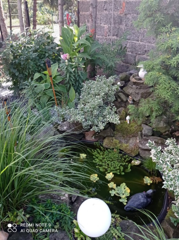 Plebiscyt na najładniejszy ogród i balkon