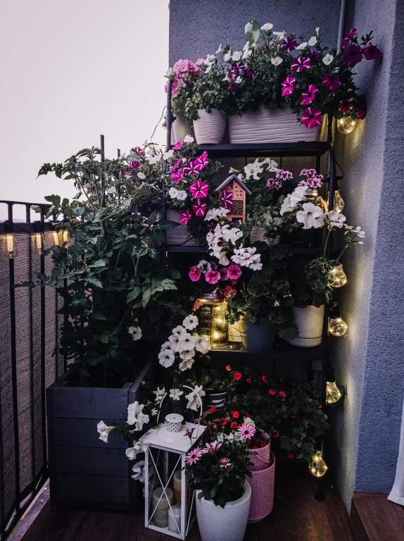 Plebiscyt na najładniejszy ogród i balkon