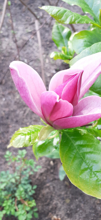 Plebiscyt na najładniejszy ogród i balkon
