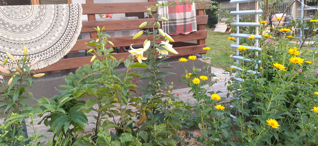 Plebiscyt na najładniejszy ogród i balkon