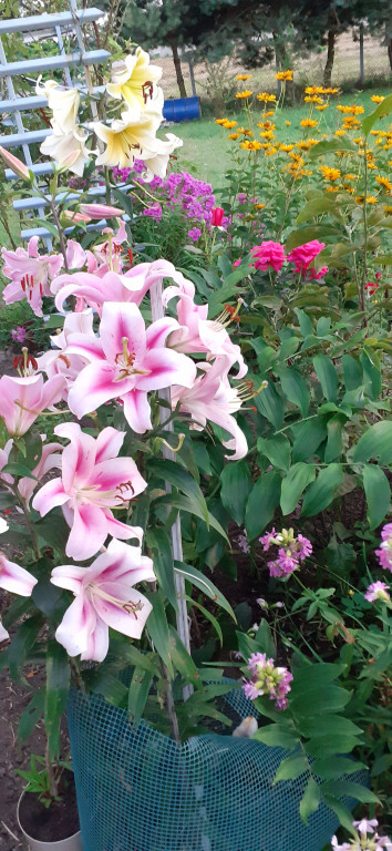 Plebiscyt na najładniejszy ogród i balkon
