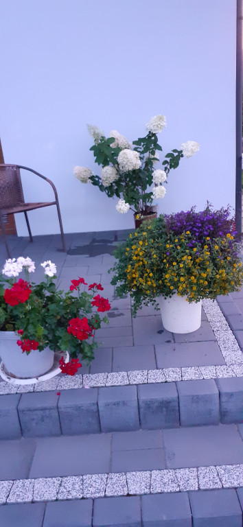 Plebiscyt na najładniejszy ogród i balkon