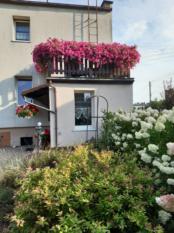 Plebiscyt na najładniejszy ogród i balkon