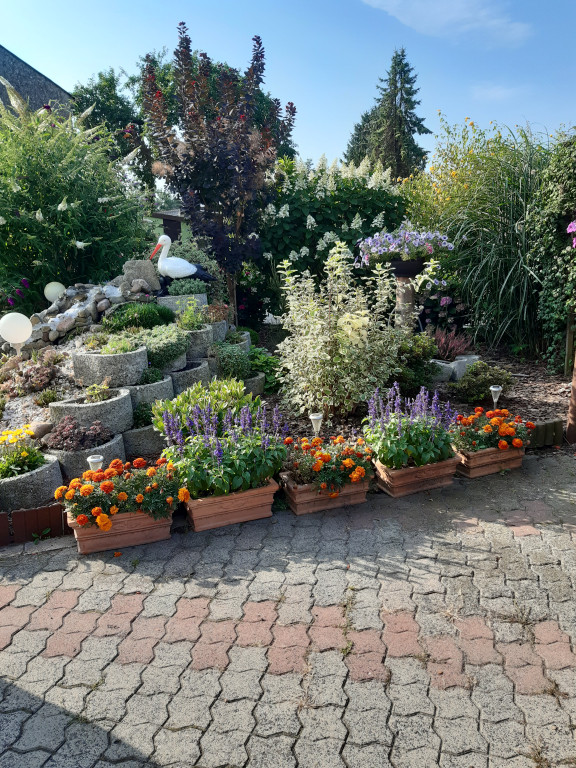 Plebiscyt na najładniejszy ogród i balkon