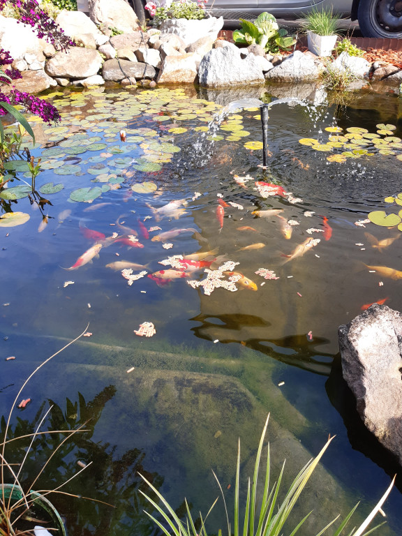 Plebiscyt na najładniejszy ogród i balkon