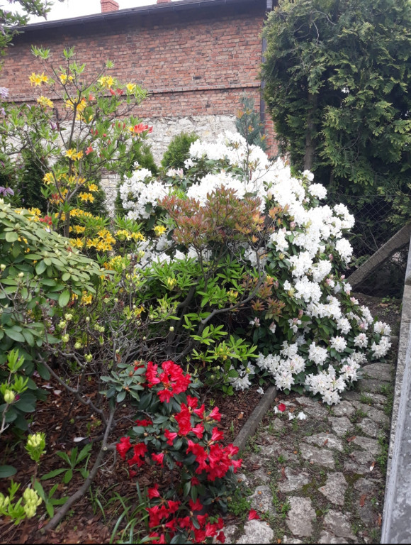 Plebiscyt na najładniejszy ogród i balkon
