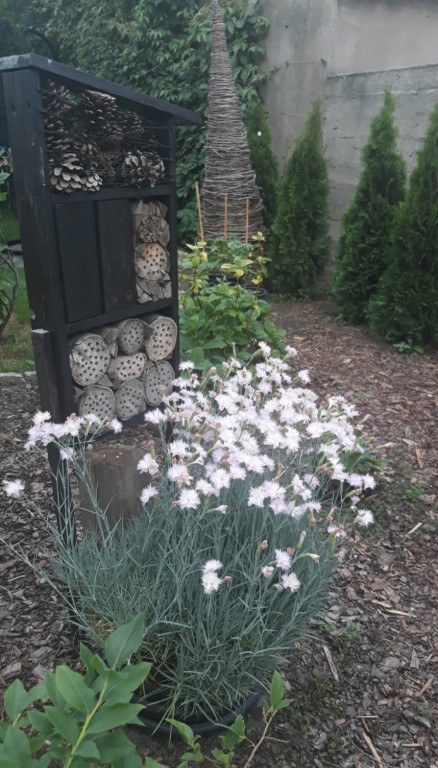 Plebiscyt na najładniejszy ogród i balkon