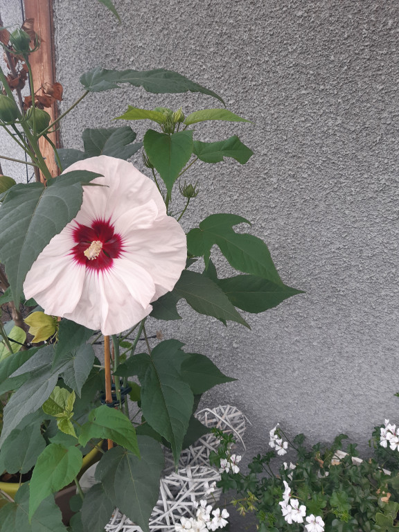 Plebiscyt na najładniejszy ogród i balkon