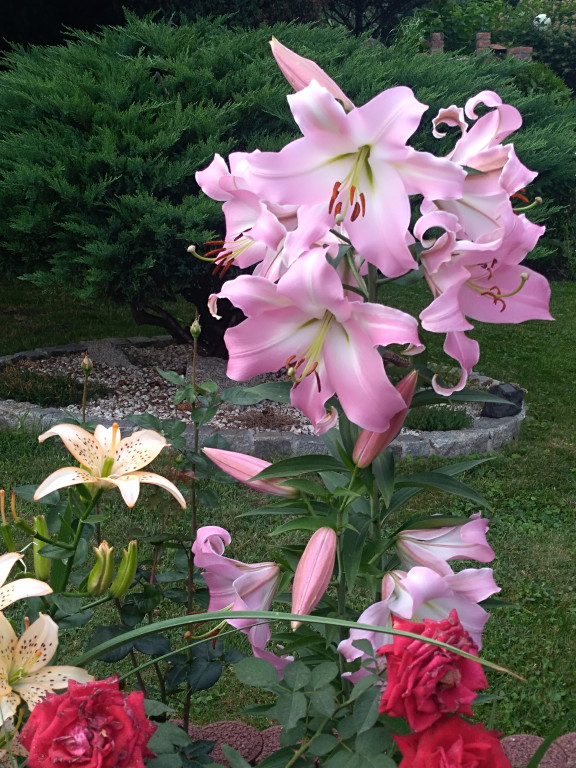 Najładniejsze ogrody, ogródki i balkony. Zwycięzcy