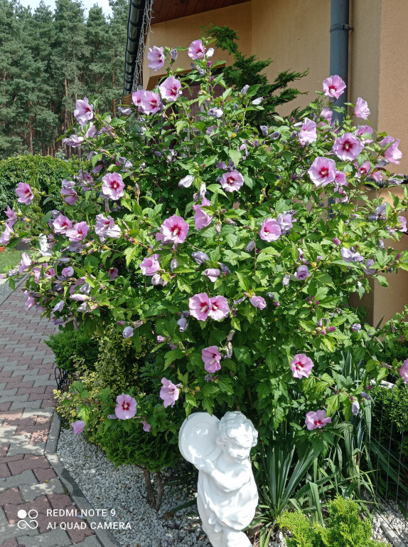 Najładniejsze ogrody, ogródki i balkony. Zwycięzcy