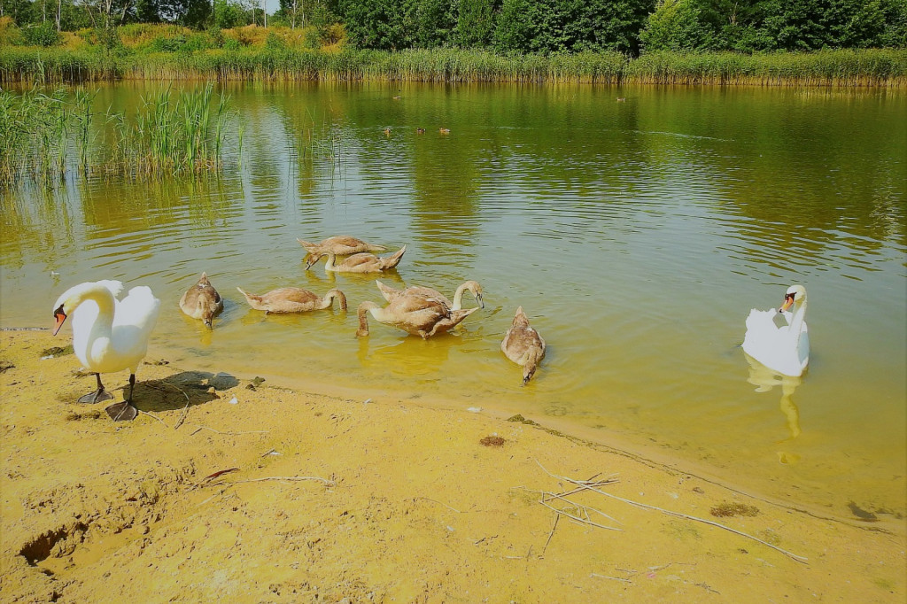 Co się stało z rodziną łabędzi? Z 10 ptaków zostały cztery