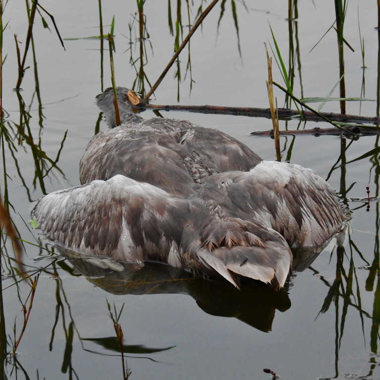 Co się stało z rodziną łabędzi? Z 10 ptaków zostały cztery