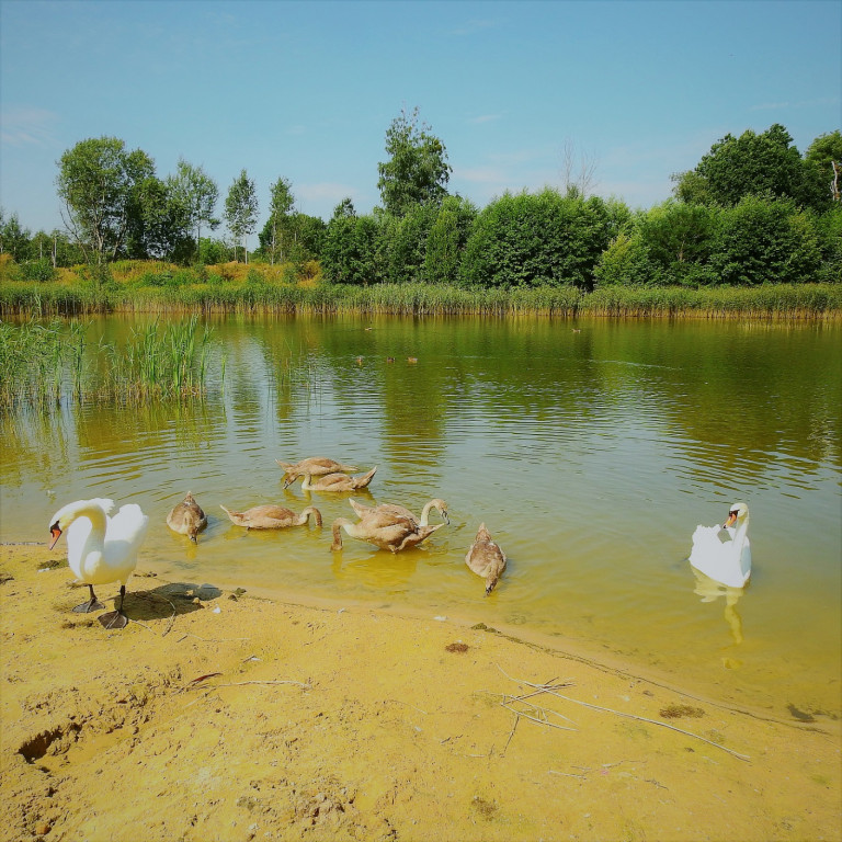 Co się stało z rodziną łabędzi? Z 10 ptaków zostały cztery