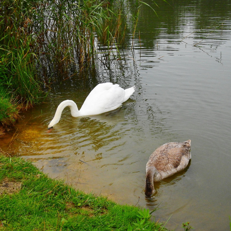 Co się stało z rodziną łabędzi? Z 10 ptaków zostały cztery