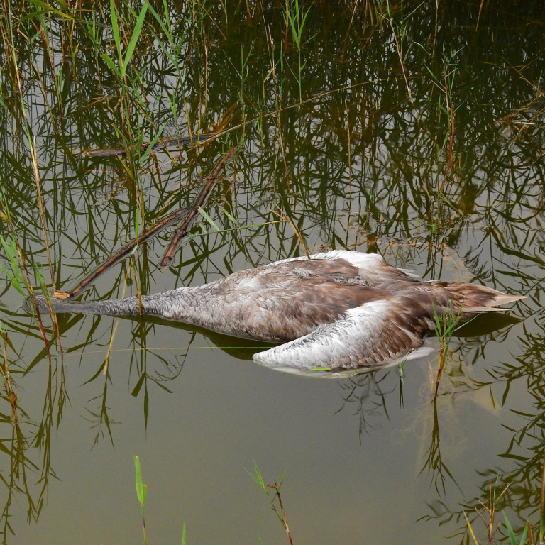 Co się stało z rodziną łabędzi? Z 10 ptaków zostały cztery