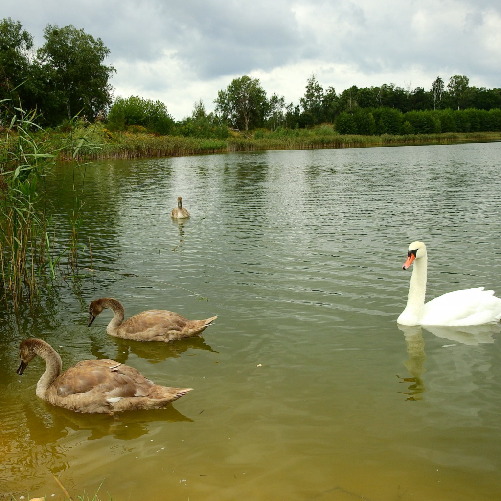Co się stało z rodziną łabędzi? Z 10 ptaków zostały cztery