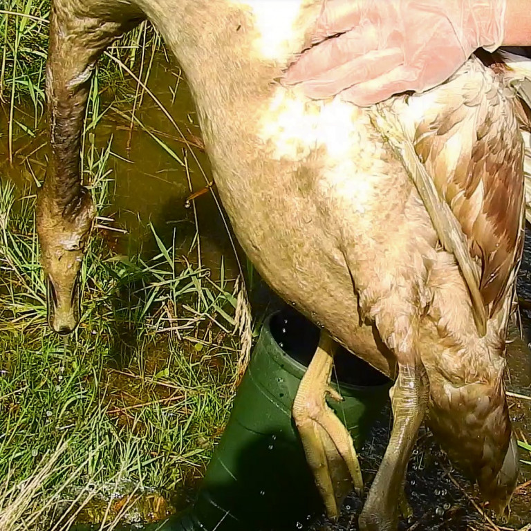 Co się stało z rodziną łabędzi? Z 10 ptaków zostały cztery
