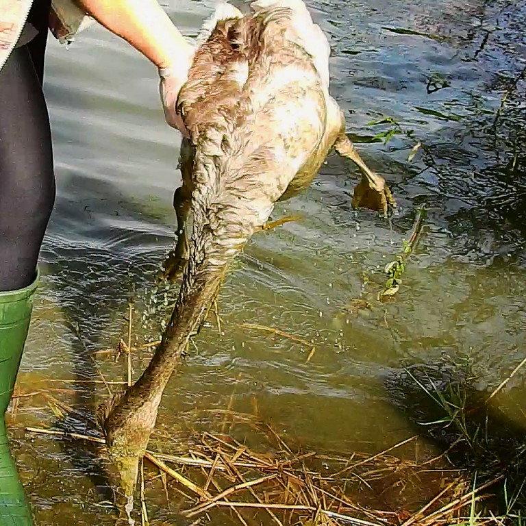 Co się stało z rodziną łabędzi? Z 10 ptaków zostały cztery