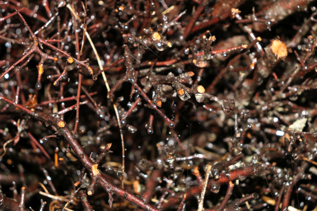 Tężnia solankowa w Piekarach Śląskich już działa