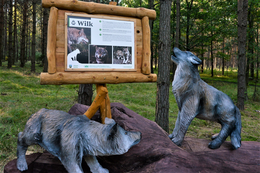 Kalety. Oko w oko z wilkiem