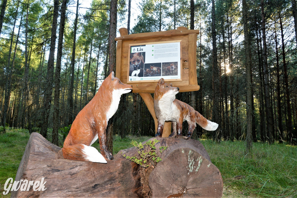 Kalety. Oko w oko z wilkiem