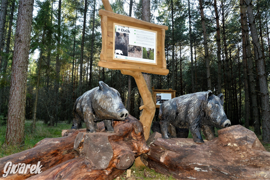 Kalety. Oko w oko z wilkiem