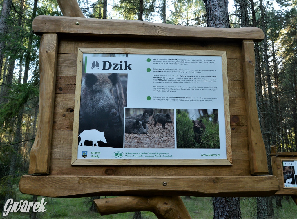 Kalety. Oko w oko z wilkiem