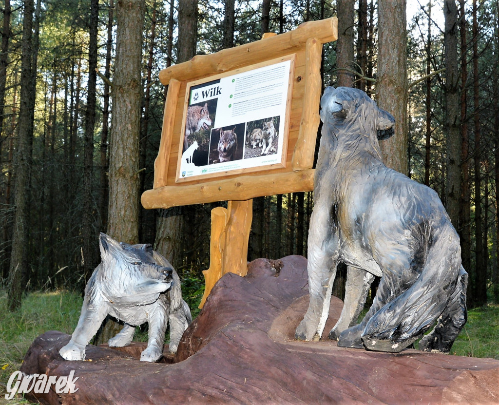 Kalety. Oko w oko z wilkiem