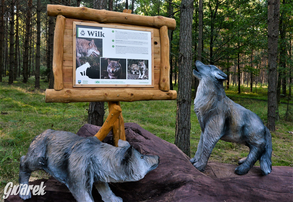 Kalety. Oko w oko z wilkiem