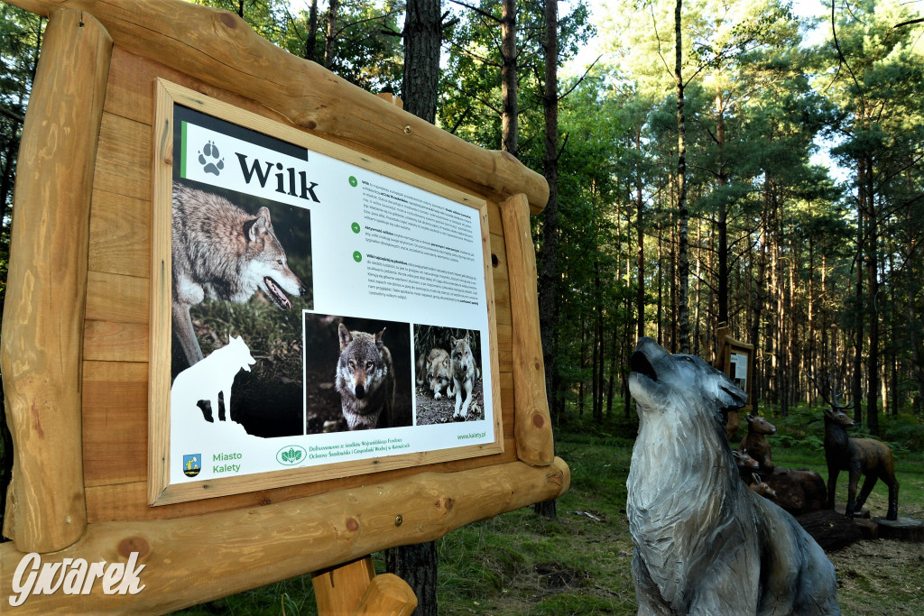 Kalety. Oko w oko z wilkiem