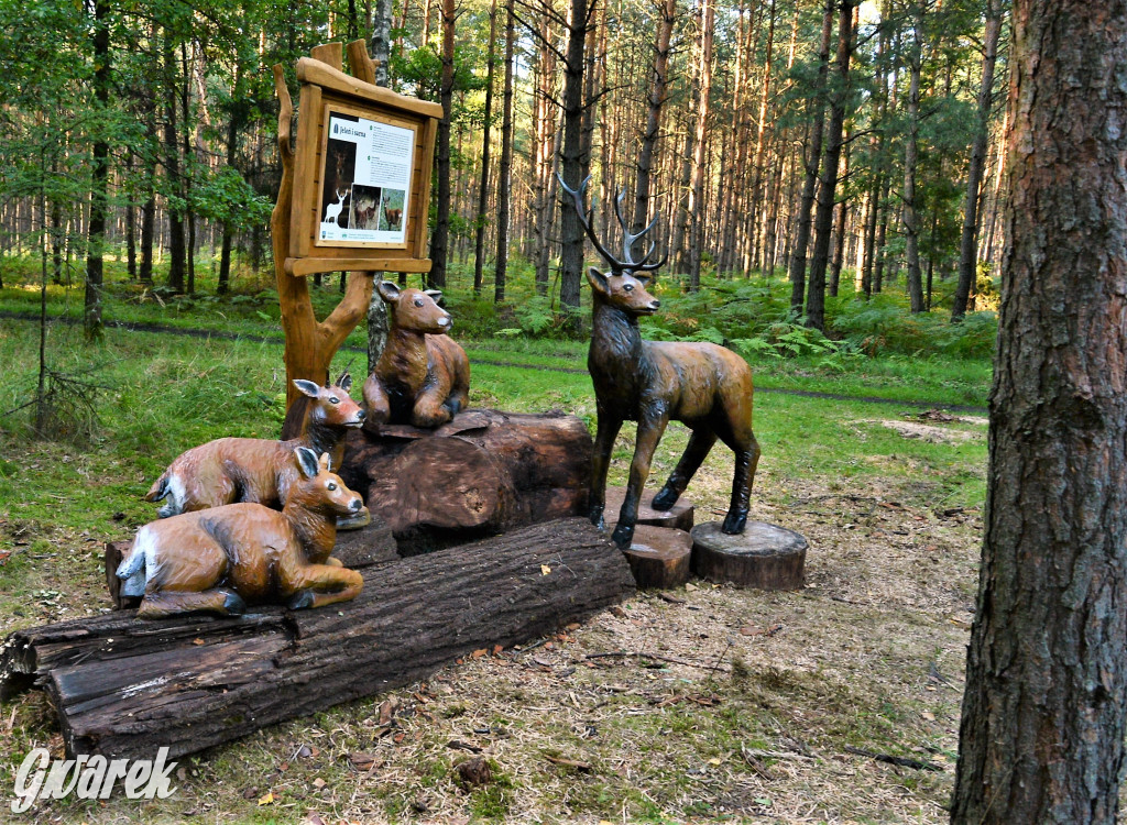 Kalety. Oko w oko z wilkiem