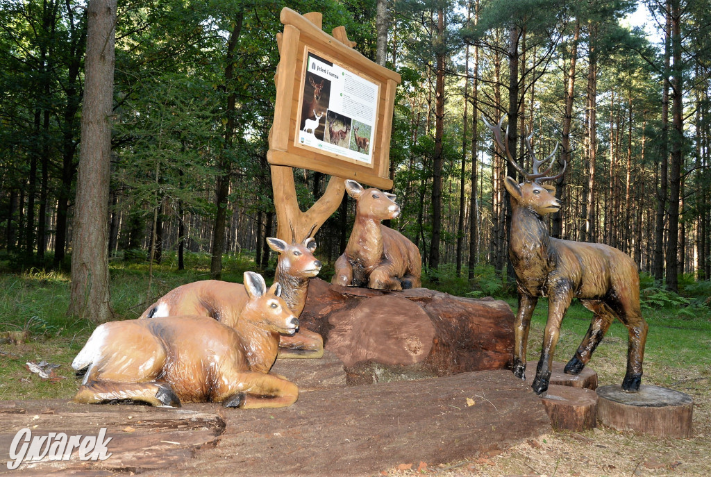 Kalety. Oko w oko z wilkiem