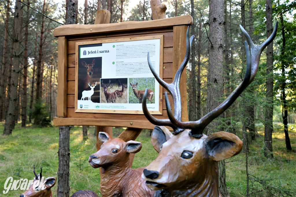 Kalety. Oko w oko z wilkiem