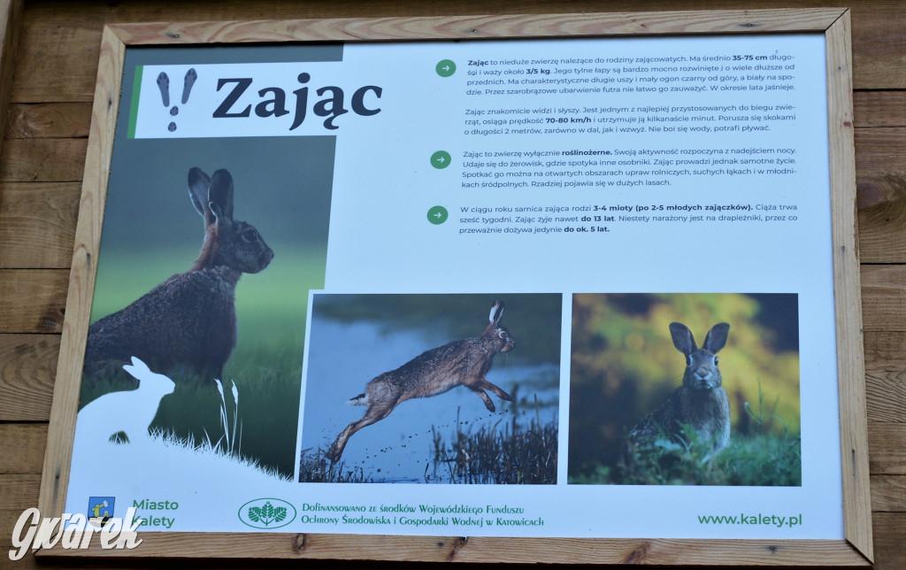 Kalety. Oko w oko z wilkiem