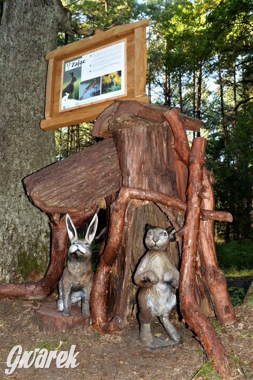 Kalety. Oko w oko z wilkiem