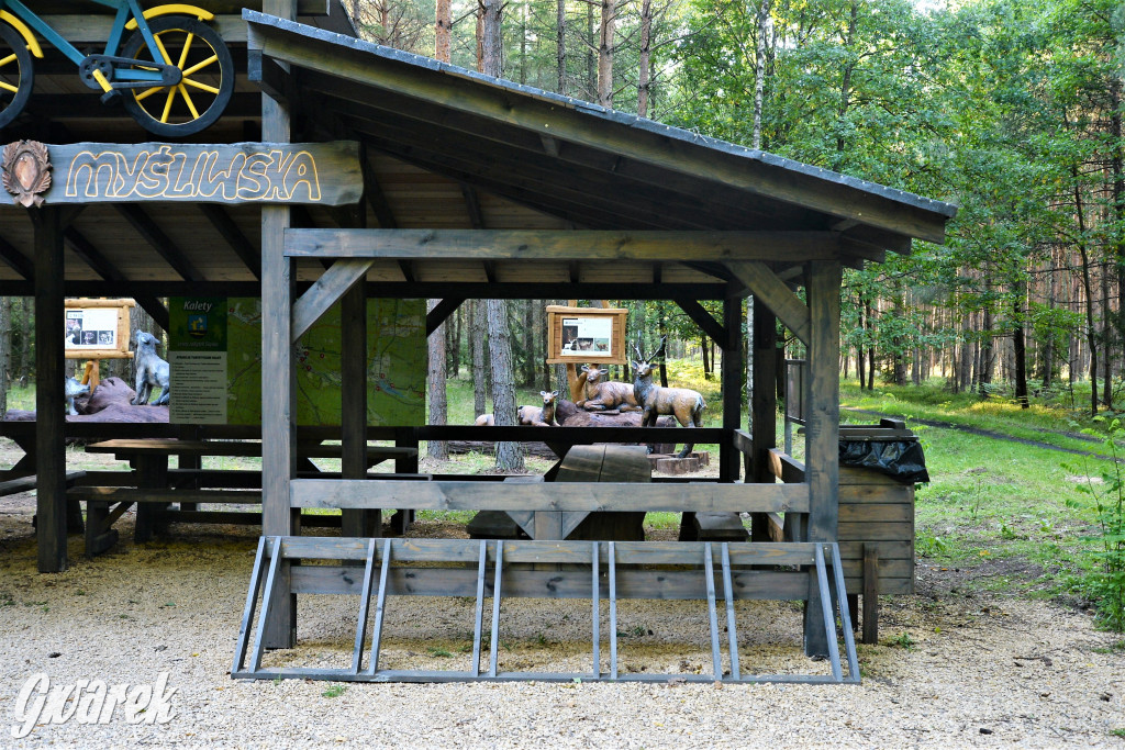 Kalety. Oko w oko z wilkiem