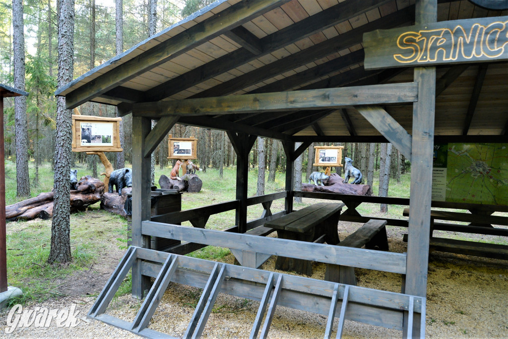 Kalety. Oko w oko z wilkiem