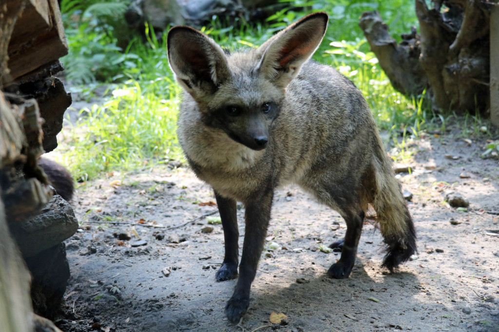 Śląskie zoo - otocjony i inne zwierzaki