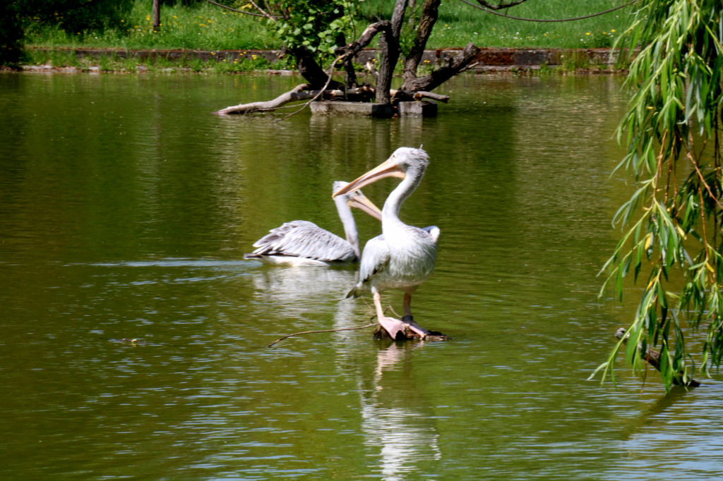 Śląskie zoo - otocjony i inne zwierzaki