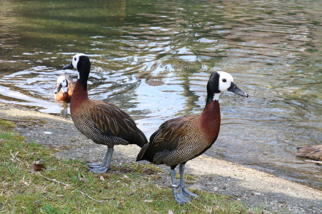 Śląskie zoo - otocjony i inne zwierzaki